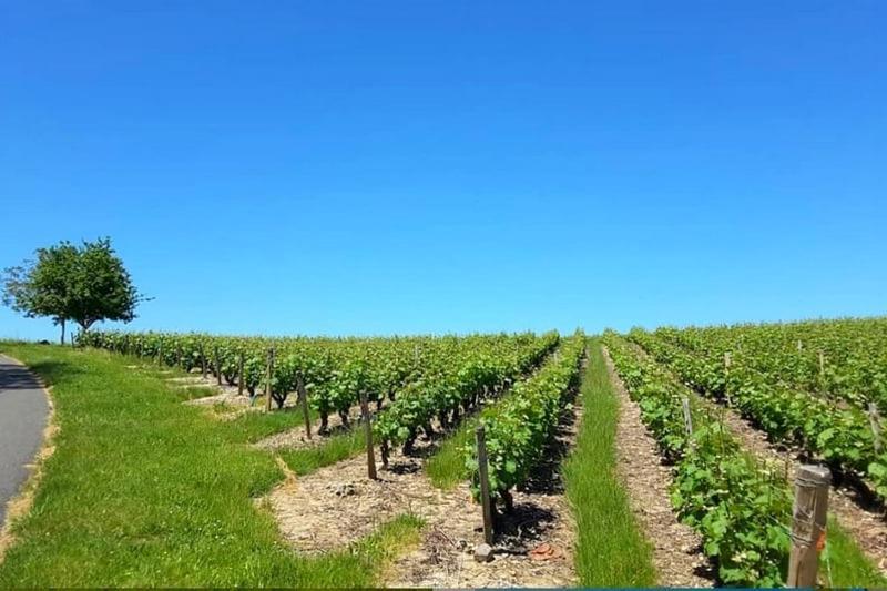Gite Au Bord Du Cher "La Mesange Verte" Savonnières Exteriér fotografie